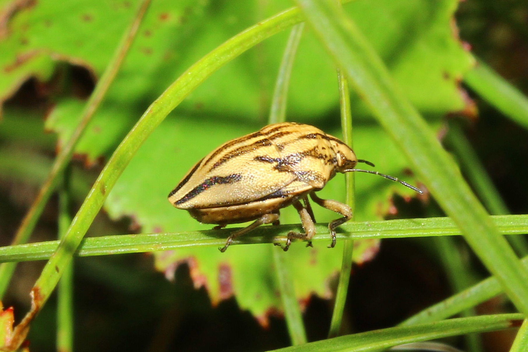 Scutelleridae da determinare ?